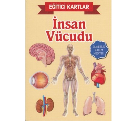 Eğitici Kartlar İnsan Vücudu