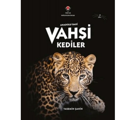 Anadolu'Daki Vahşi Kediler Anadolu'Daki Vahşi Kediler