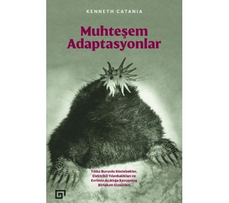 Muhteşem Adaptasyonlar Muhteşem Adaptasyonlar